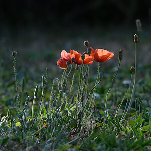 Mohn_D500_DSC1283.jpg