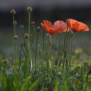 Mohn_D500_DSC1287.jpg
