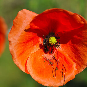 Mohn rot.jpg