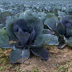 Bio-Rotkohl