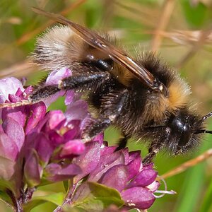 Hummel.jpg
