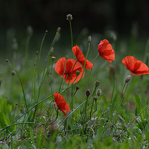 Mohn_D500_DSC1306_20x13x150.jpg
