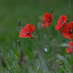Mohn_D500_DSC1309_20x13x150.jpg
