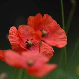 Mohn_D500_DSC1310_20x13x150.jpg