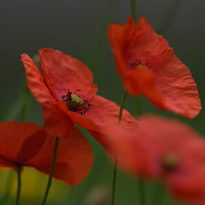 Mohn_D500_DSC1312_20x13x150.jpg
