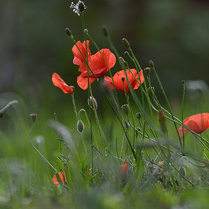 Mohn_D500_DSC1315_20x13x150.jpg