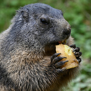 Murmeltier im Zoo Osnabrück