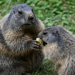 Murmeltier im Zoo Osnabrück
