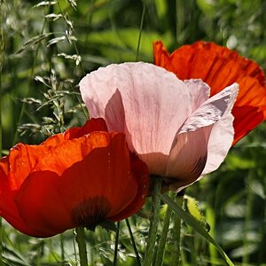 comp__IMG7970.jpg