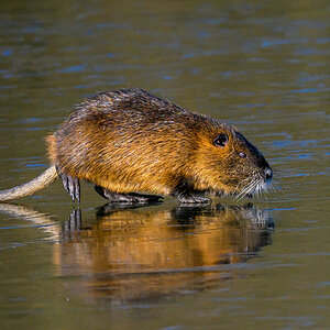 NZ9_7849_Nutria auf dem Eis_IA.jpg