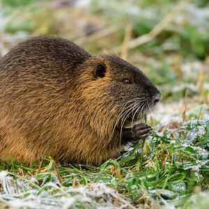 NZ9_5937_Nutria_Jungtier_IA_12_2022.jpg