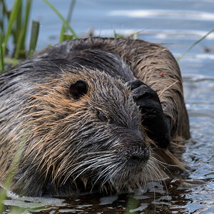 D50_8590_Es jucktdem Nutria_IA_4_2022.jpg