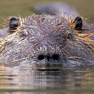 D50_8539_Nutria frontal_IA_4_2022.jpg
