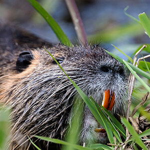 D50_8630_Große Hauer beim Nutria_IA_4_2022.jpg