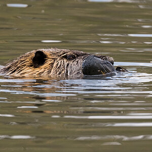 D50_8568_Nutria mit Muschel IA_4_2022.jpg