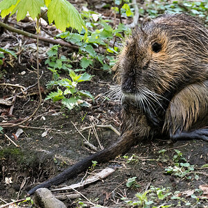 D50_8648_Nutria an Land_IA_4_2022.jpg