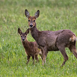 D50_7124_Ricke mit Kitz im Regen IA_5_2020.jpg