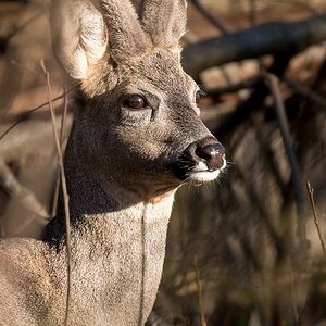 D50_1075_junger Rehbock IA_1_2020.jpg