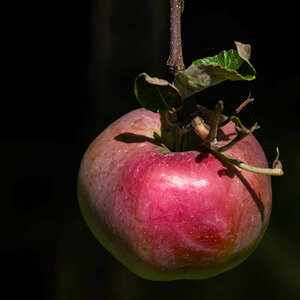 Straßenapfel.jpg