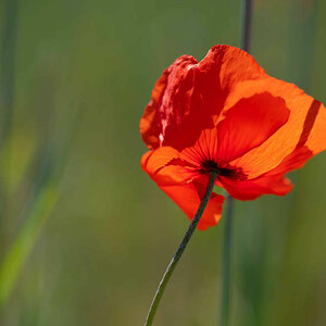 Leuchtmohn.jpg