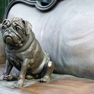 Mops.jpg