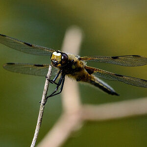 Libelle.jpg