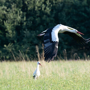 DSC_0249k.jpg
