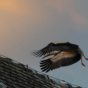 DSC_0917k.jpg