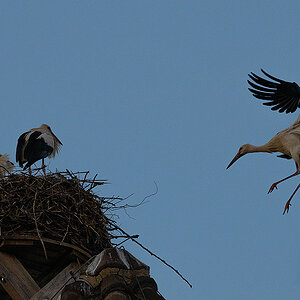 DSC_1106k.jpg