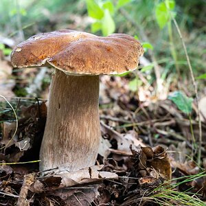 Steinpilz 2.jpg