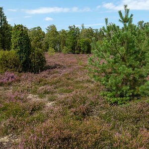 Bokeler Heide.jpg