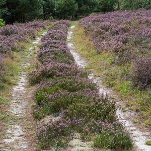 Heideweg.jpg