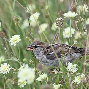 Spatz im Gebüsch.jpg