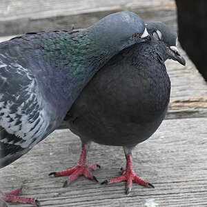 Turteltäubchen.jpg
