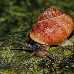 Schnecke I.jpg