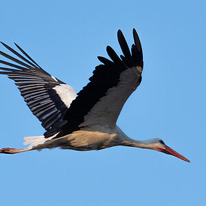 DSC_2147k.jpg