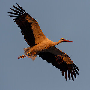 DSC_2436k.jpg