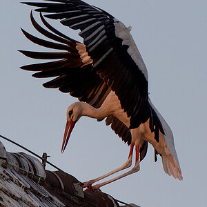 DSC_2513k.jpg