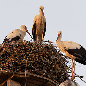 DSC_2547k.jpg