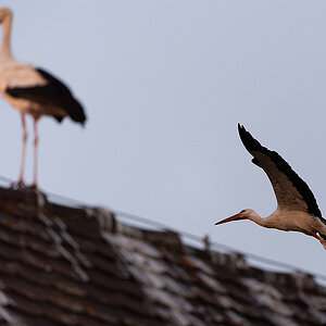 DSC_2586k.jpg