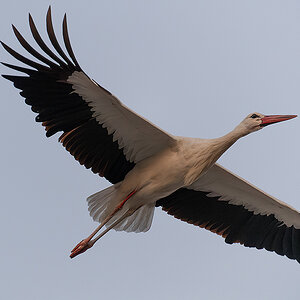 DSC_2655k.jpg