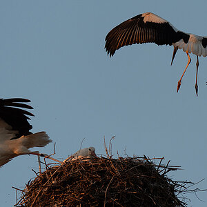 DSC_2933k.jpg