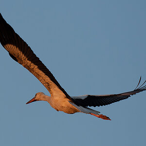 DSC_2954k.jpg