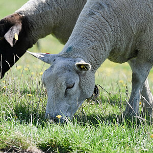 Hier wuerde ich lieber ein Schaf sein als ein Huhn....jpg