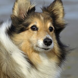 sheltie.jpg
