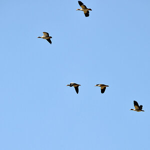 Nilgänse.jpg
