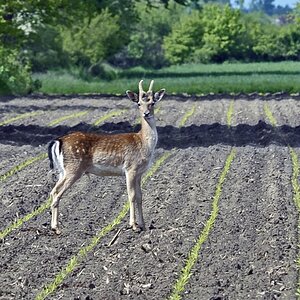 damwild-2.jpg