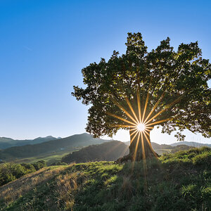 _Z622796-DeNoiseAI-clear.jpg