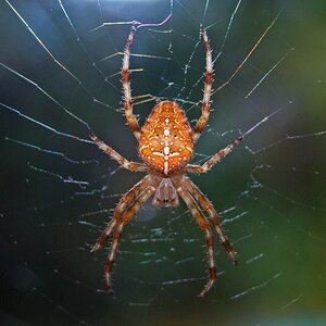 spinne.jpg