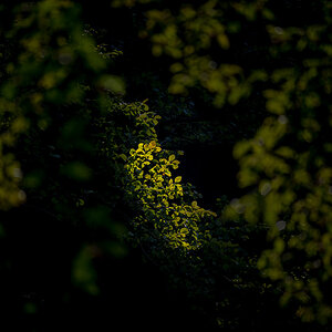 Lichtblick